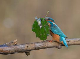 Gezonde maaltijd. by Dirk Boon