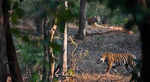 In this picture, not two, but three tiger brothers by Michael Semenov