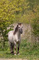 Konikpaard in lente sfeer