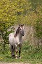 Konikpaard in lente sfeer van Barbara Kempeneers thumbnail