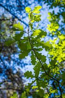 Oak branch