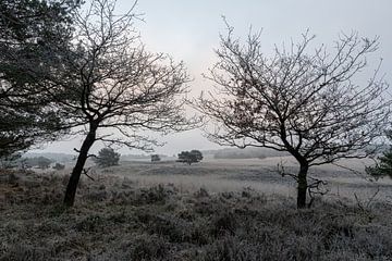 Veluwe op een koude ochtend van Merijn Loch