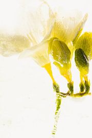 White Freesia in Ice 2