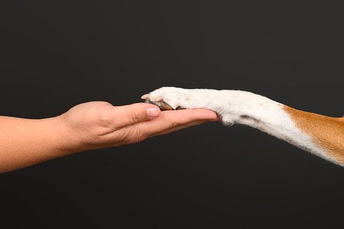 Trouwe hond - Pootje in hand van de baas