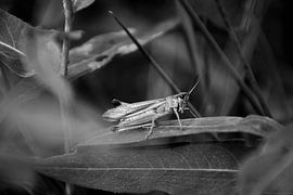 Sprinkhaan Zwart-wit van Anne Marije Hoekstra