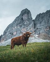 Schotse Hooglanders in de Dolomieten