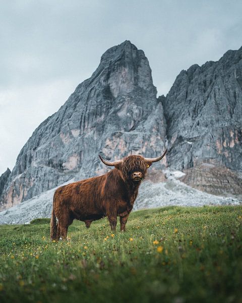 Schotse Hooglanders in de Dolomieten van Daniel Kogler
