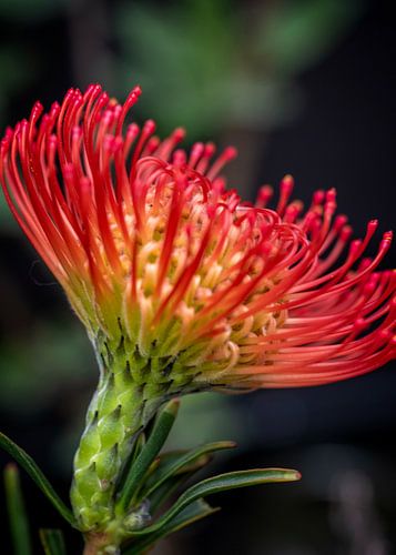 Leucospermum cordifolium