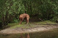 Jeux d'eau au bord d'un lac avec un chien brun Magyar Vizsla Drahthaar . par Babetts Bildergalerie Aperçu