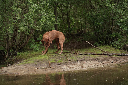 Waterspelletjes aan het meer met een bruine Magyar Vizsla ruwharige hond .