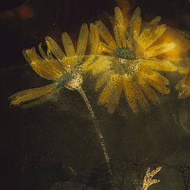 the negative of flowers in ice by Peter Smeekens
