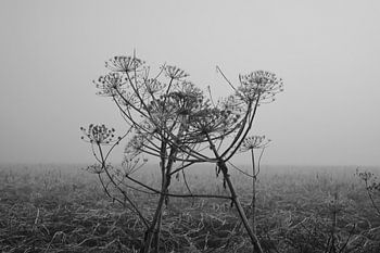 Riesenbärenklau im Nebel