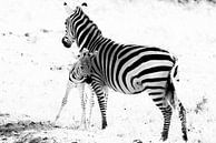 Zebra met jong van Tom van de Water thumbnail