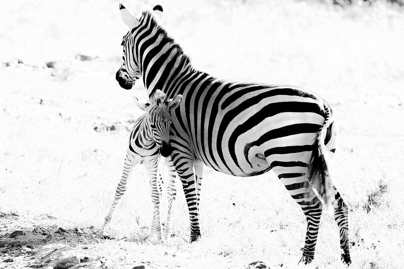 Zebra met jong van Tom van de Water