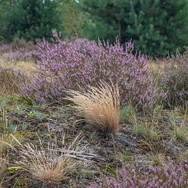 Blühende Heidelandschaft mit Gras und Moos von Mark van Harlingen