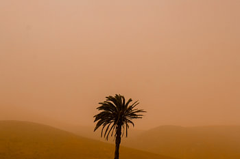Palmier dans un paysage orange - Calima