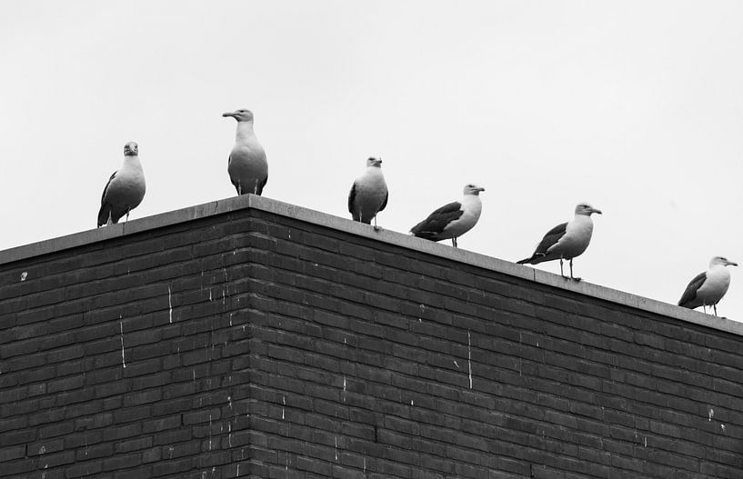 Dieren 4 von Domenique van der Horst