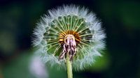 Blow Flower