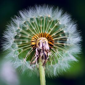 Blow Flower sur Ronald van der Zon