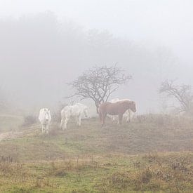 Paarden in de mist sur Nel Diepstraten
