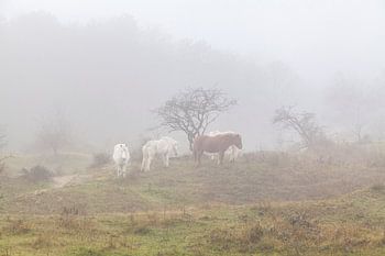 Paarden in de mist