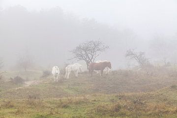 Paarden in de mist van Nel Diepstraten