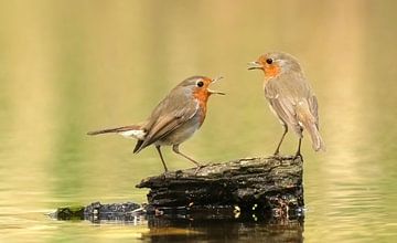 Robin conversation by Michel de Beer