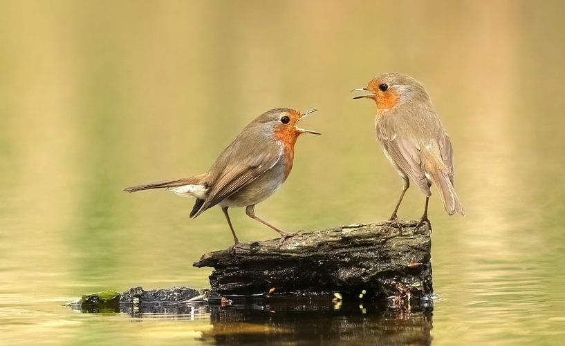 Robin conversation by Michel de Beer
