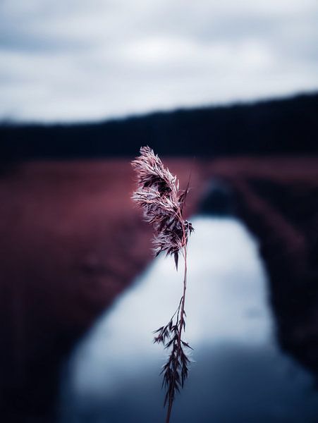 De natuur in beeld van Maria Almyra