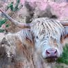 Watercolor blond Scottish Highlander cow by gea strucks