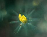 Gaspeldoorn by Paul Glastra Photography thumbnail