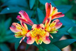 Bloem 