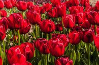 Rode Tulpen Beeldvullend van Brian Morgan thumbnail