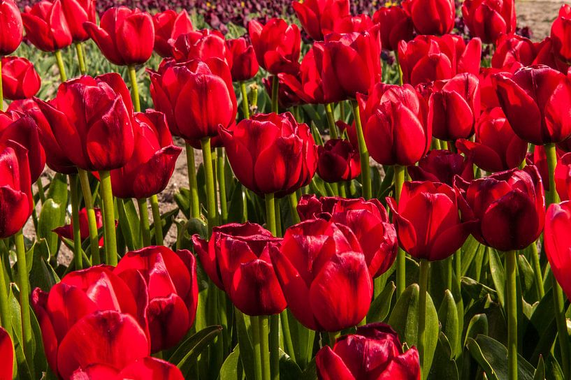 Rode Tulpen Beeldvullend van Brian Morgan