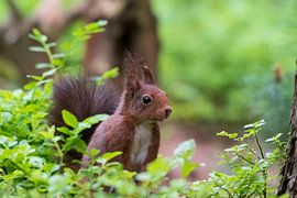 Squirrel by Merijn Loch