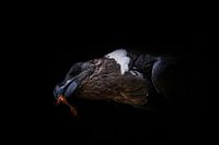 Nahaufnahme eines Geierraben im Saarland