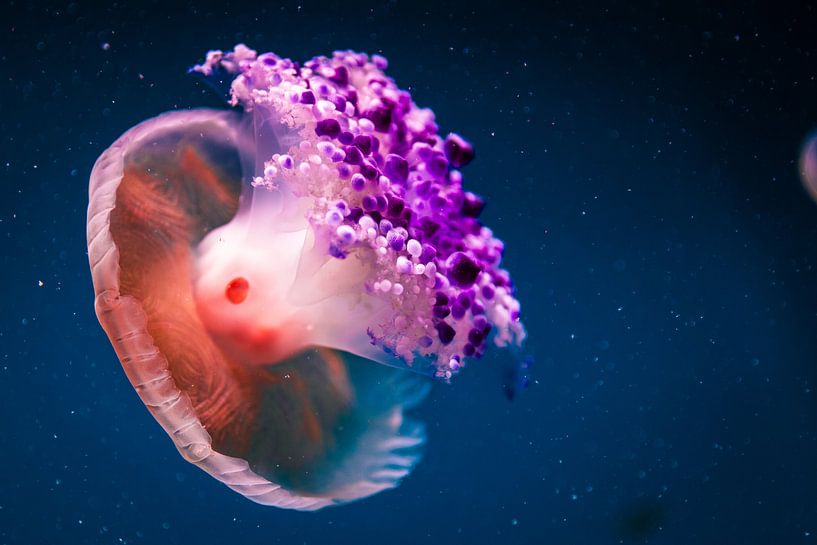 The Jellyfish by Bart Geers