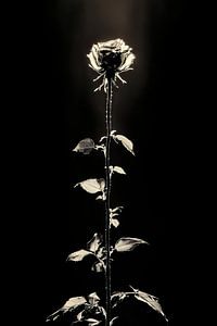 Rose en sépia