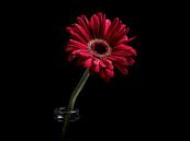 Gerbera van Lex Schulte thumbnail