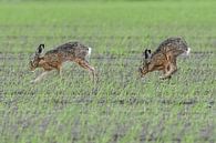 Twee hazen op een akker / Two hare in a field van Henk de Boer thumbnail