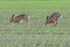 Two hares in a field / Two hare in a field