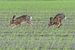 Deux lièvres dans un champ sur Henk de Boer