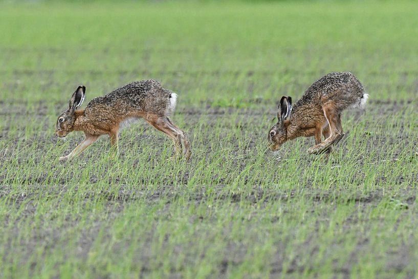 Twee hazen op een akker / Two hare in a field van Henk de Boer