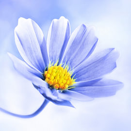 Cosmea