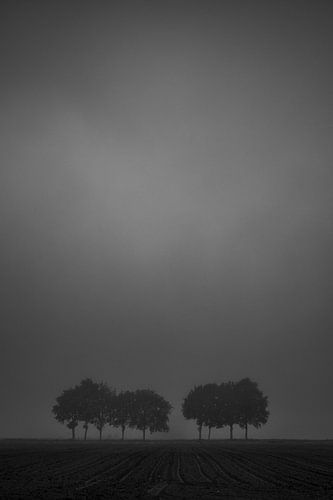 Misty Trees