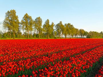 Rode tulpen in een veld tijdens een zonsondergang in de lente van Sjoerd van der Wal Fotografie