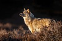 Wolf genießt die späte Nachmittagssonne
