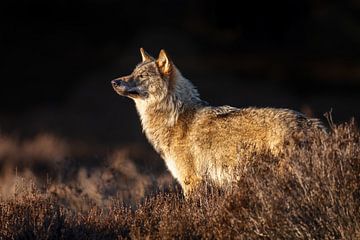 Wolf genießt die späte Nachmittagssonne von Herwin Jan Steehouwer