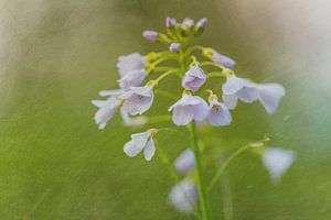 Cardamine des prés