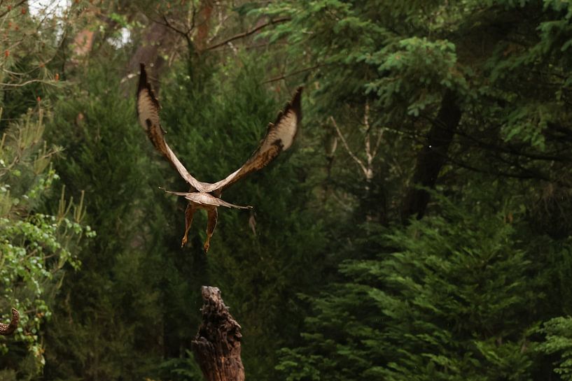 Buzzard from behind by Daniëlle Eibrink Jansen